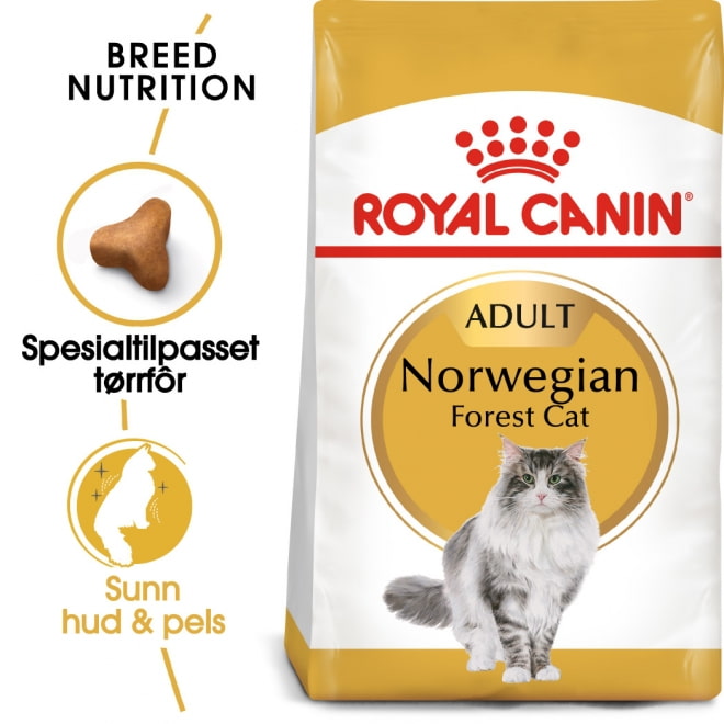 Hovedbilde Norwegian Forest Cat Adult