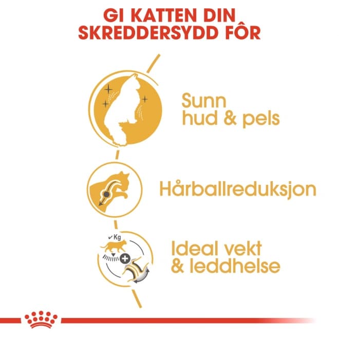 Hovedbilde Norwegian Forest Cat Adult