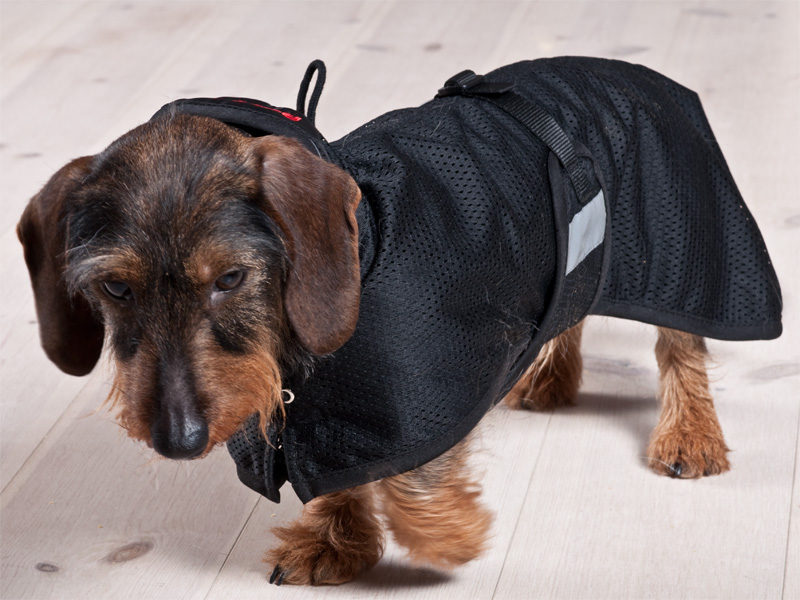 Hovedbilde Back on Track Dachs Nettdekken