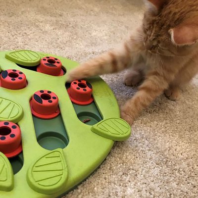 Hovedbilde Petstage buggin out, Puzzle and Play